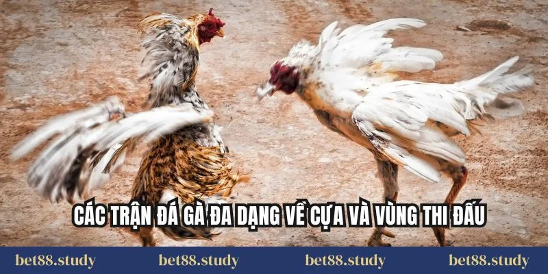 Các trận đá gà đa dạng về cựa và vùng thi đấu